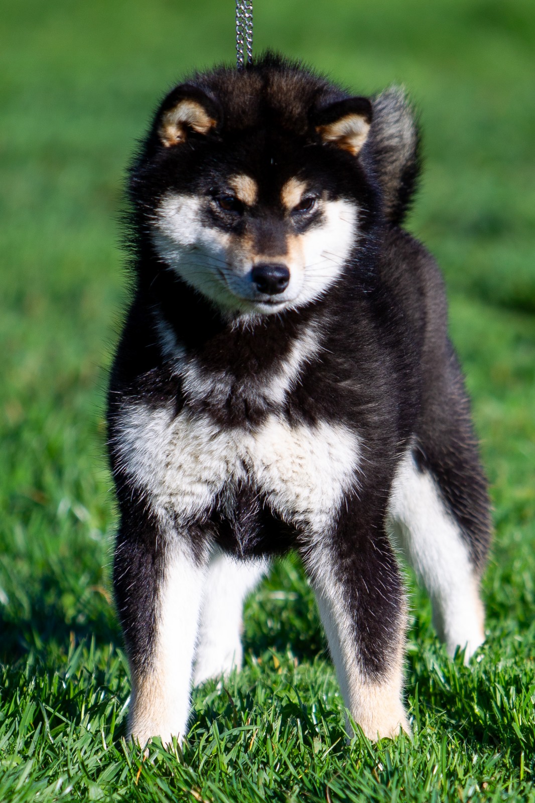 Shiba Inu roux du Clos des Chtis — élevage chien japonais Monument Naturel LOF