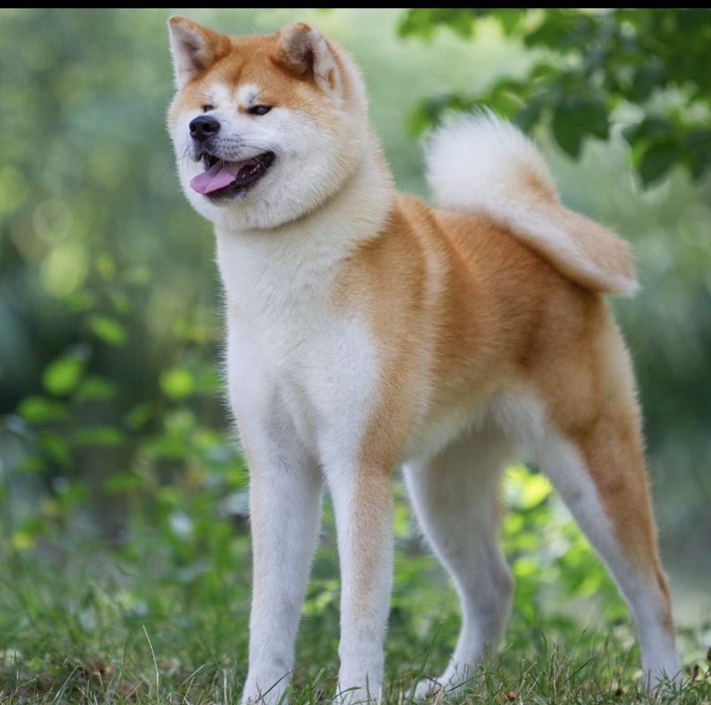 SUZU GO DU CLOS DES CHTIS