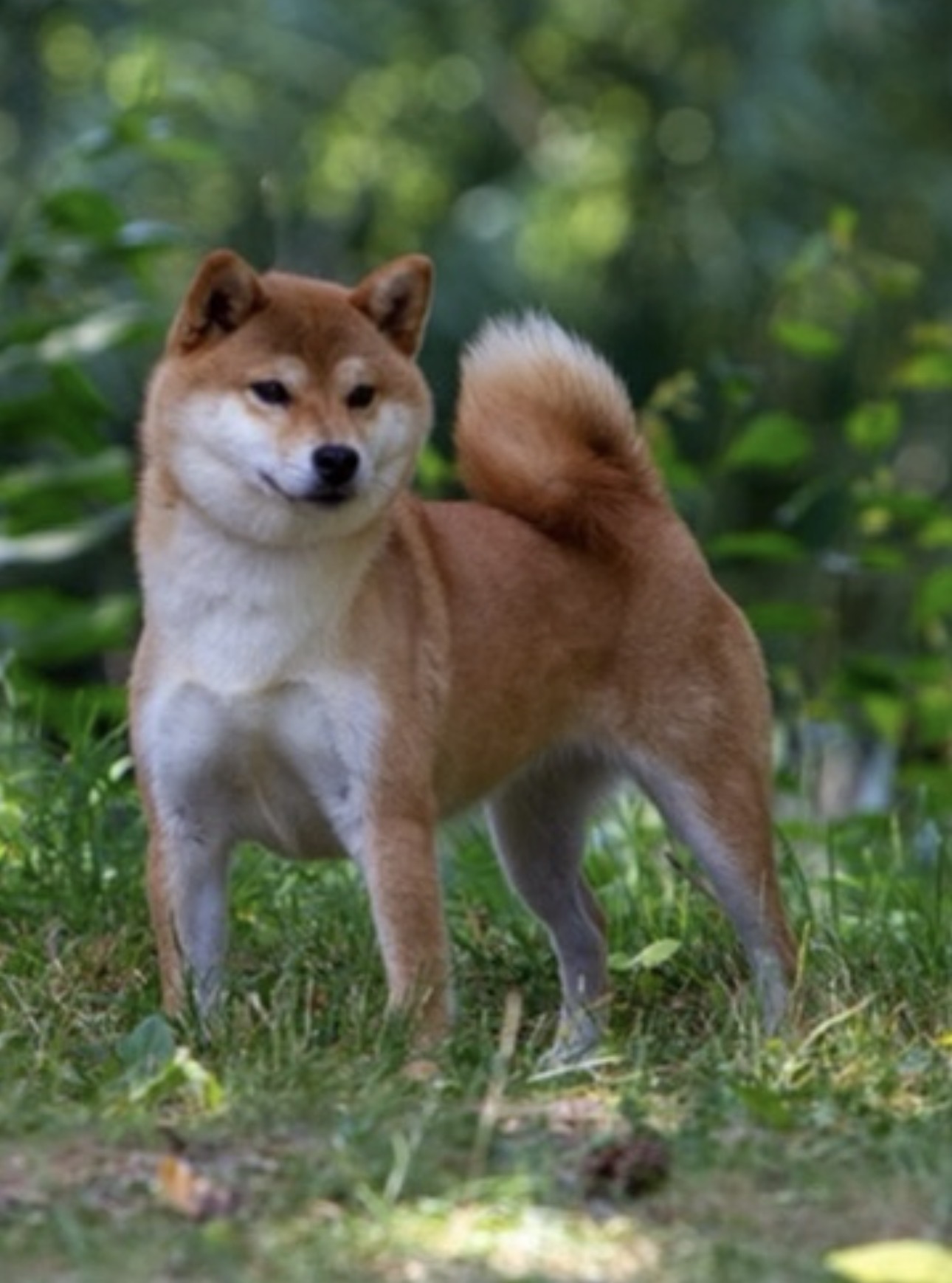 Adultes Shiba Inu à l'adoption — Élevage Le Clos des Chtis