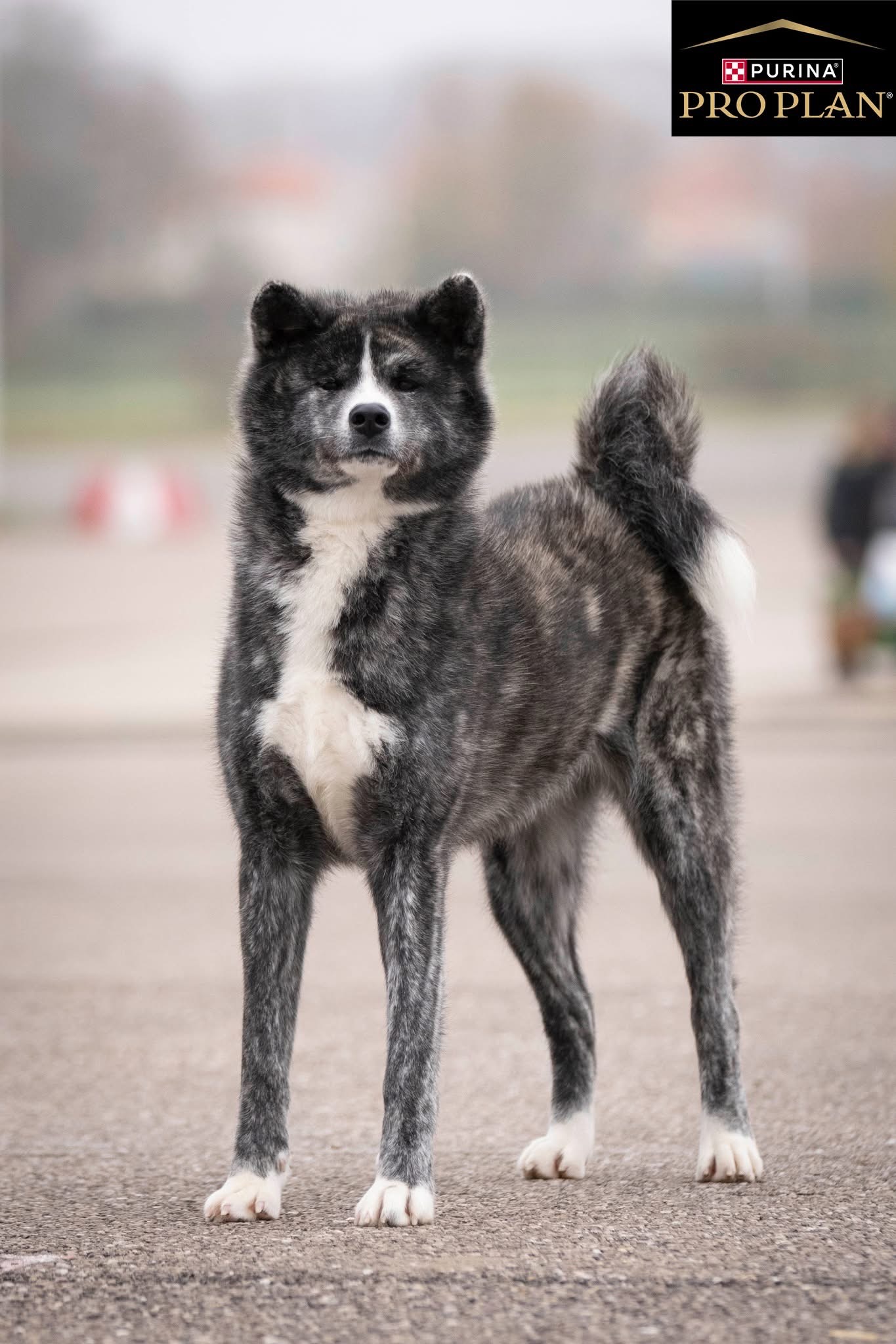 Akita Inu élevage du Clos des Chtis — chien japonais Trésor National