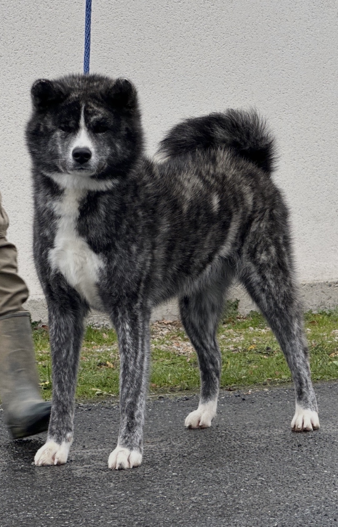 Adultes Akita Inu à l'adoption — Élevage Le Clos des Chtis