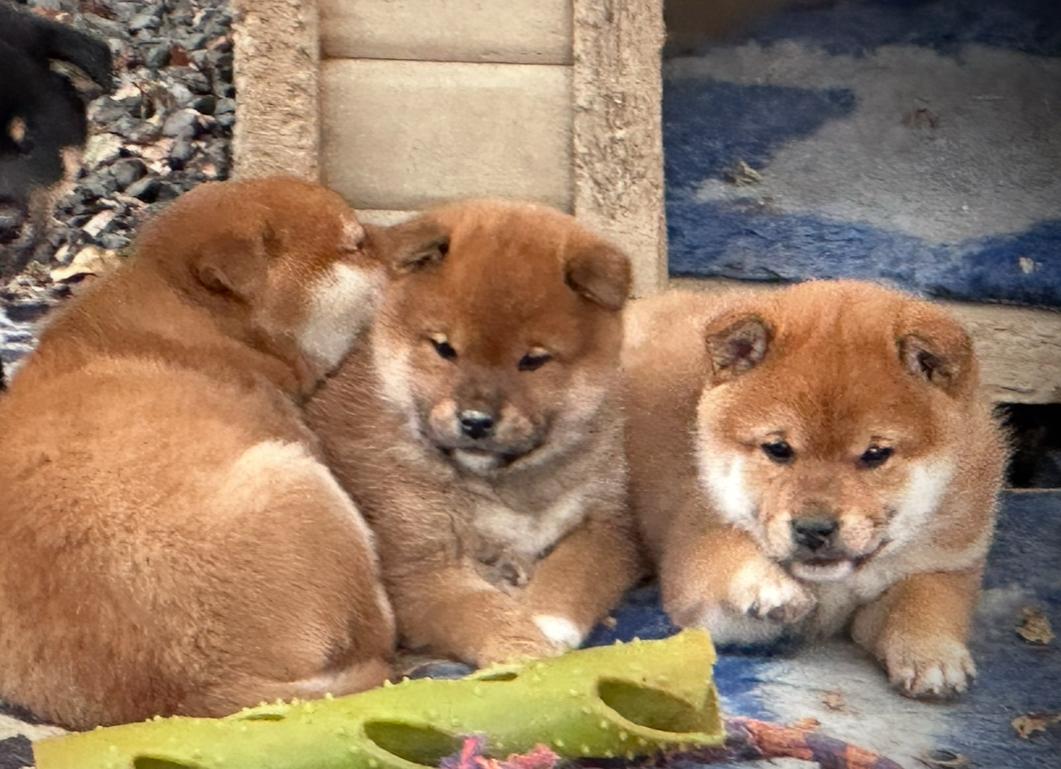 Shiba Inu — La révélation japonaise, élevage Le Clos des Chtis