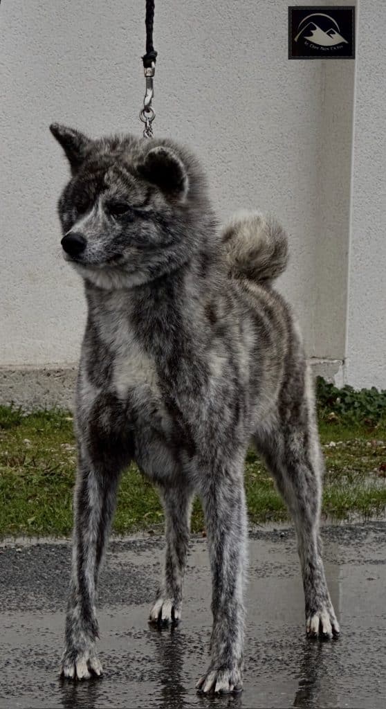 TORAFUJI - GO BORDAKITAINU KENSHA